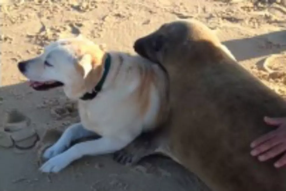 Watch This Adorable Seal Cuddle Up Next to a Dog [VIDEO]