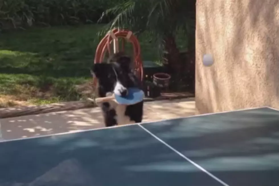 This Dog is Better at Ping Pong Than You Are [VIDEO]