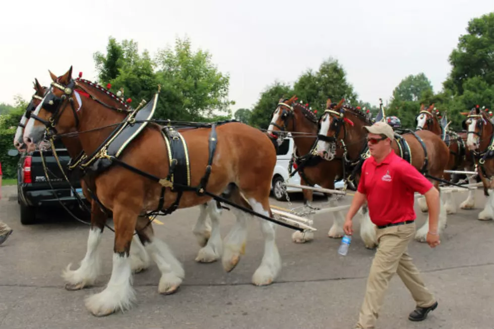 Budweiser Clydesdales Arrive at Clem Kelly Softball Diamonds [VIDEO]