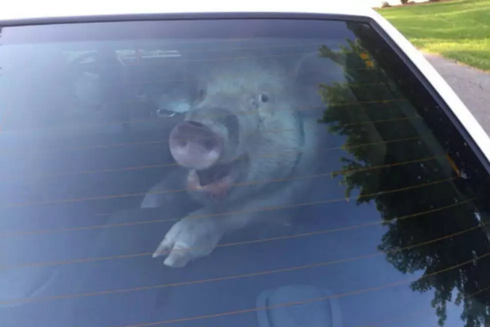Michigan Police Arrest Pig, Pig Poops All Over Car [VIDEO]