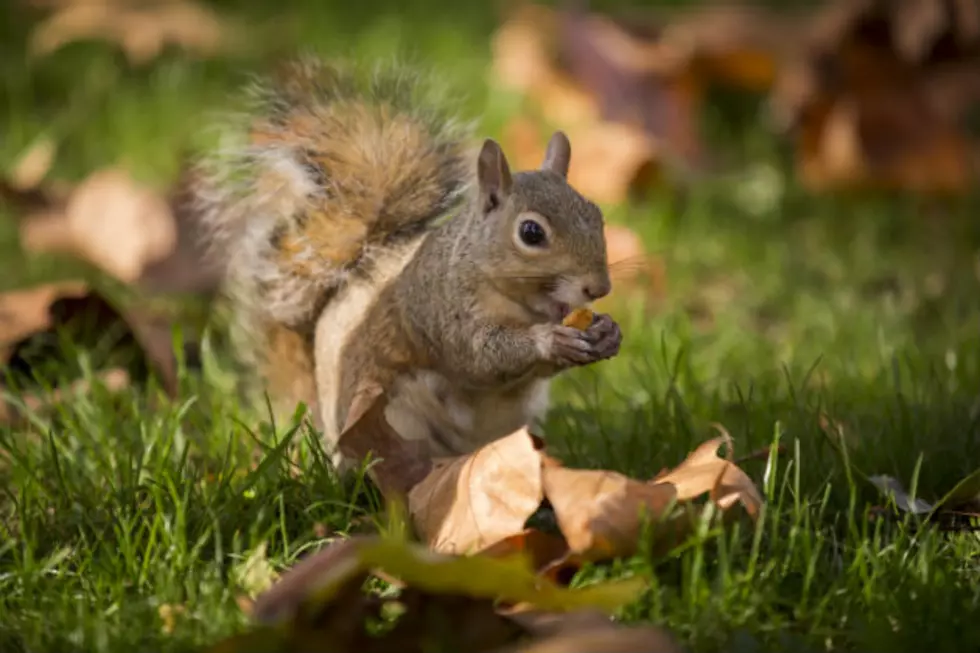 Squirrel Causes Power Outage In North Bismarck