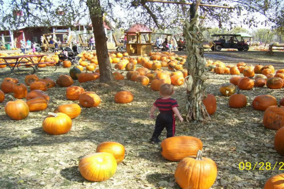 Pumpkin Patch Opens the 11th