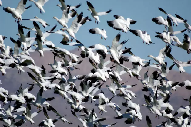 Watch Thousands of Geese Depart North Dakota&#8217;s Tewaukon National Wildlife Refuge [VIDEO]