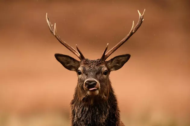 Deer Season Applications Now Open