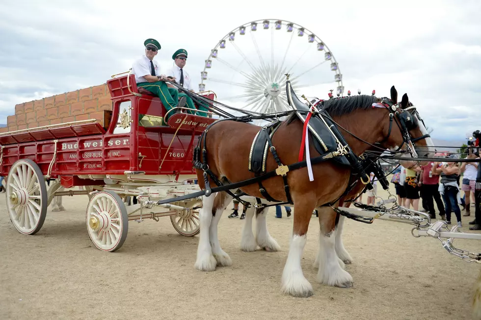 See the Budweiser Clydesdales at the North Dakota State Fair
