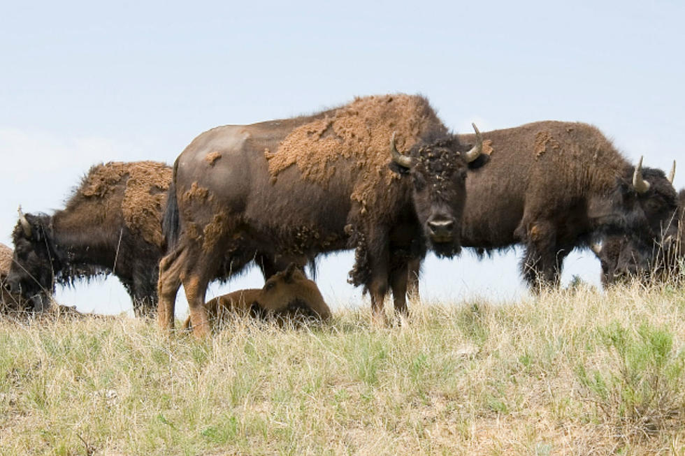Minot Airmen Confront Bison After it Attacks Man at Theodore Roosevelt National Park