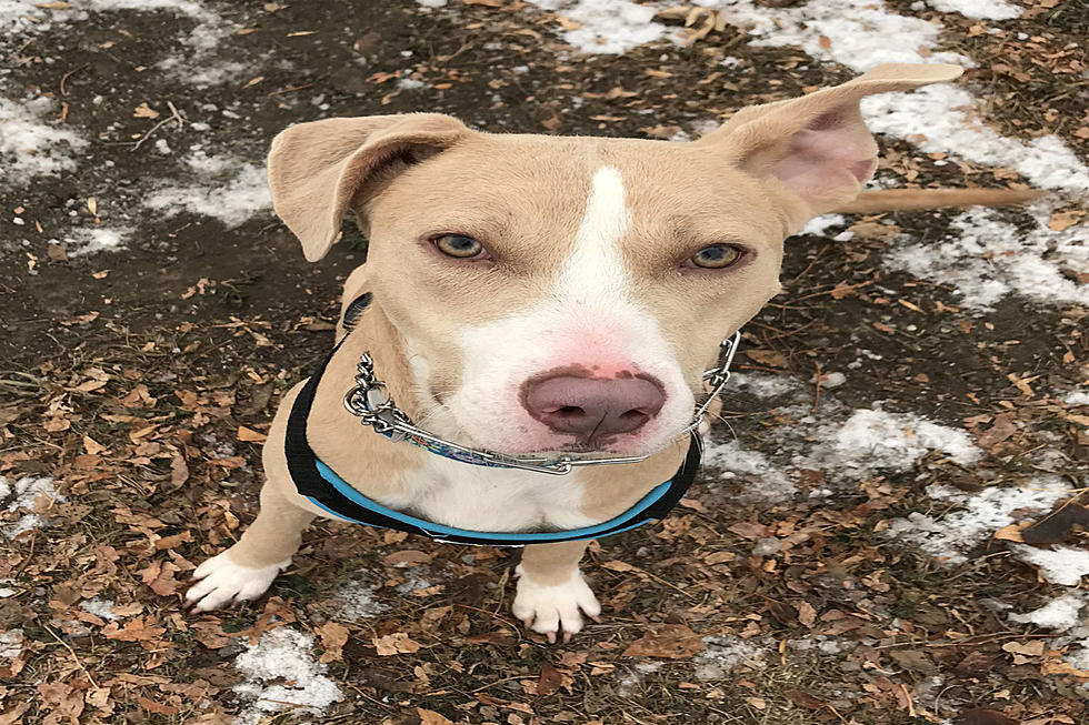 Adopt this Hurricane Harvey Rescue Dog Named Bambi in Critter Corner