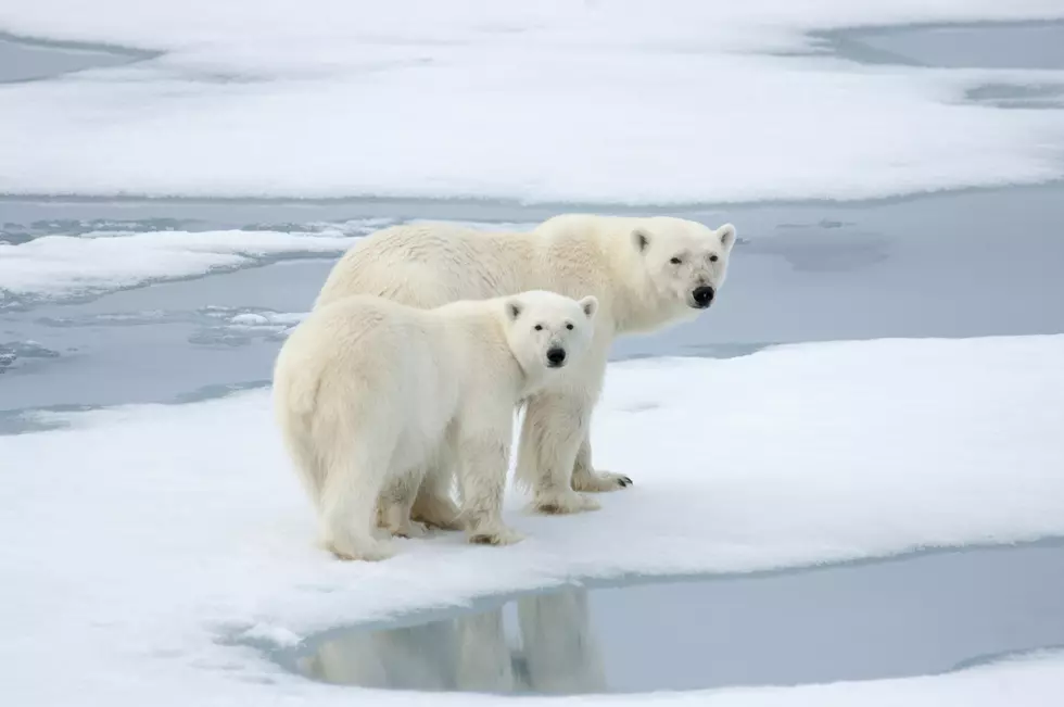 How We do the Polar Bear in North Dakota