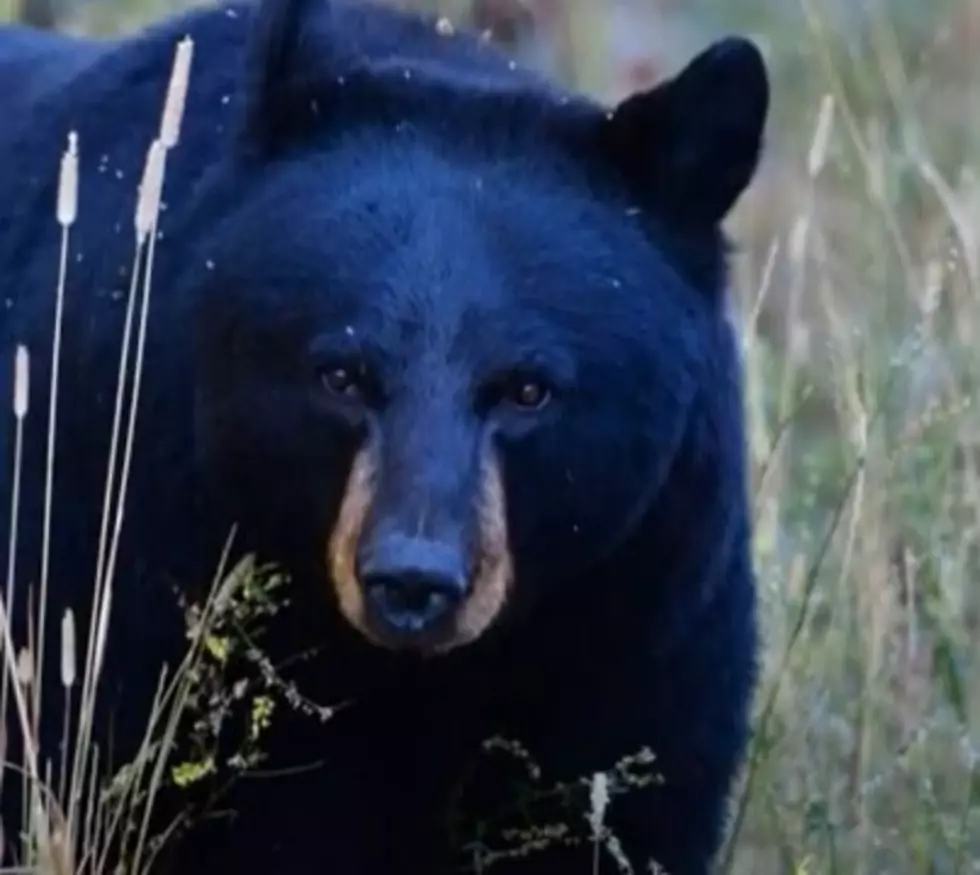 Must-See Video – Woman Feeds Black Bear By Hand!