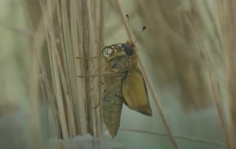 Keep Your Eyes Peeled For A Dakota Skipper In ND.