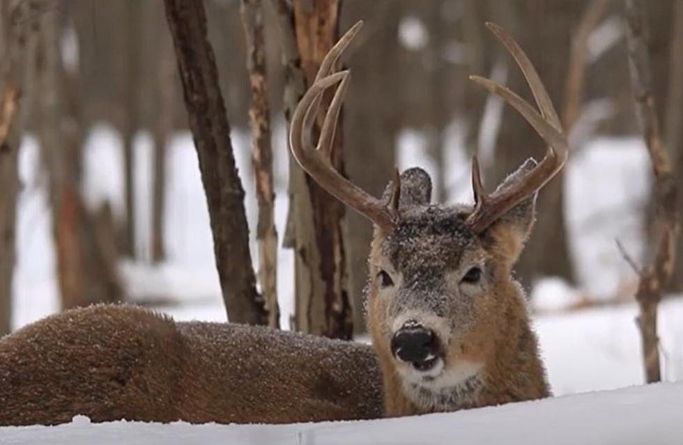 Refunds Offered To North Dakota Deer Hunters