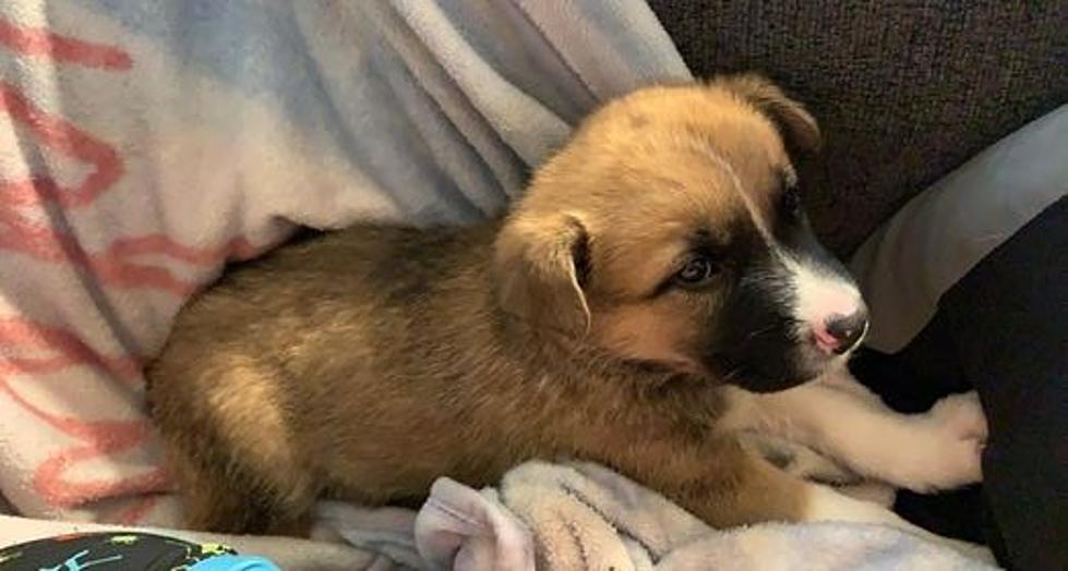 The Puppy Murders In ND UPDATE: Meet Edmund "A Second Chance"