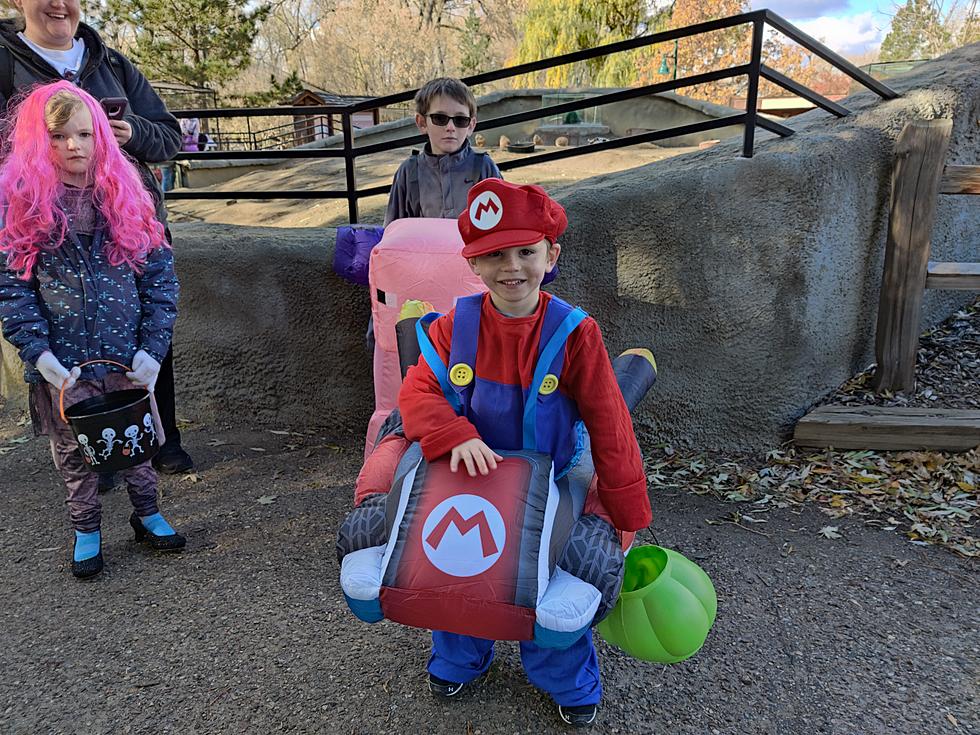 Zoo Boo Bliss! Trick Or Treating, Animals, And Huge Smiles