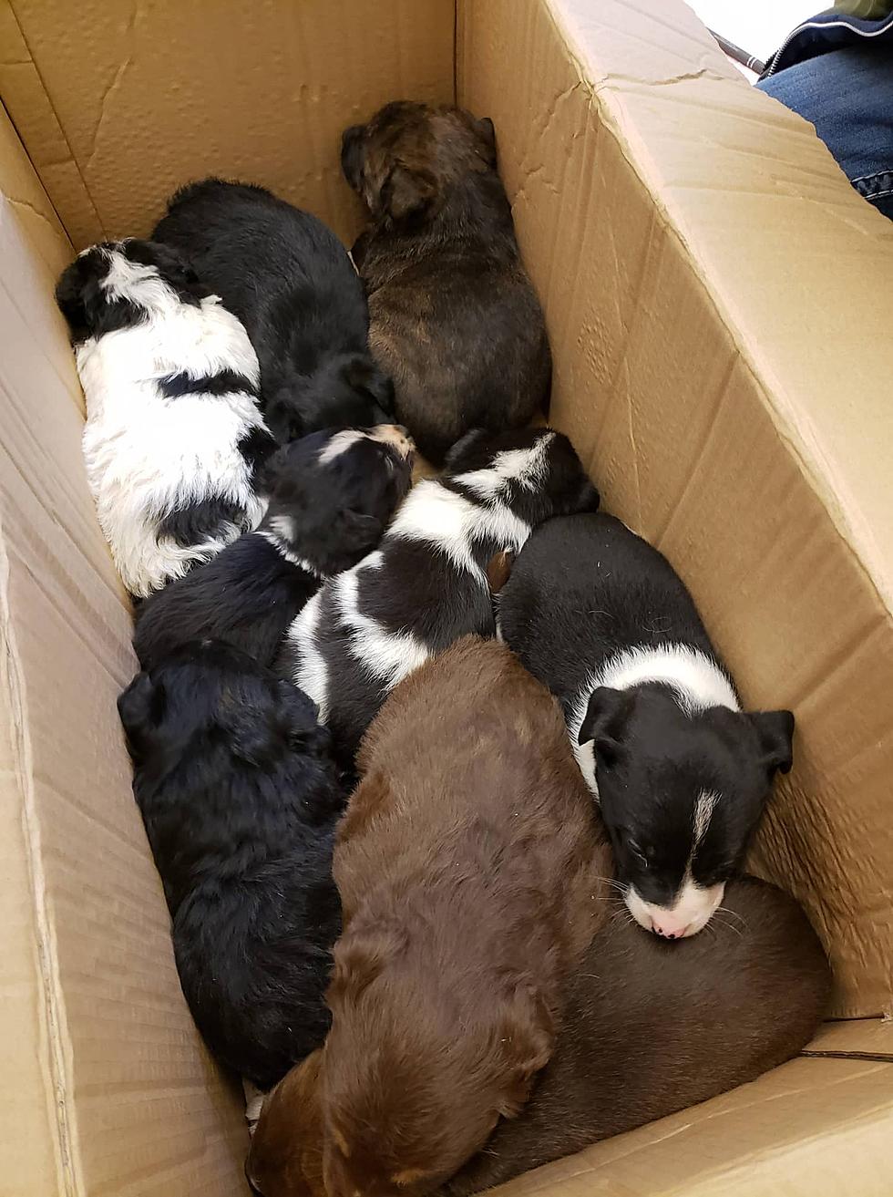 Nine Puppies DUMPED In A Ditch – Now Faces New Lives