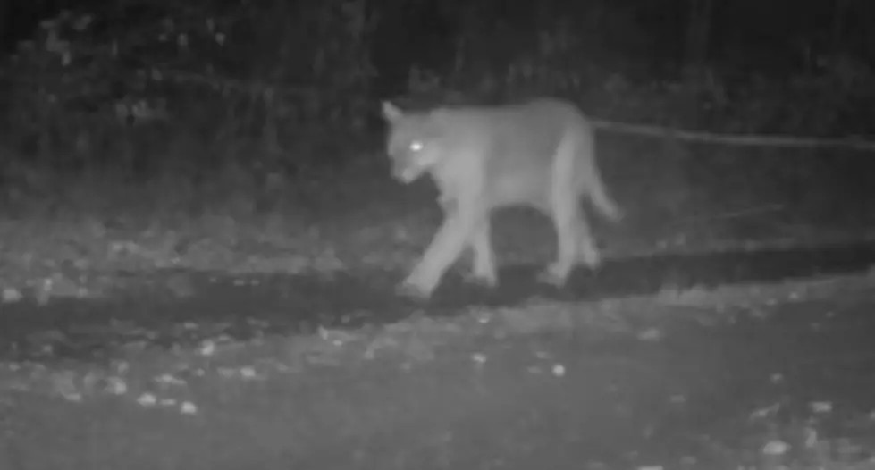 In Northern Minnesota - Rare Sight Captured On Video