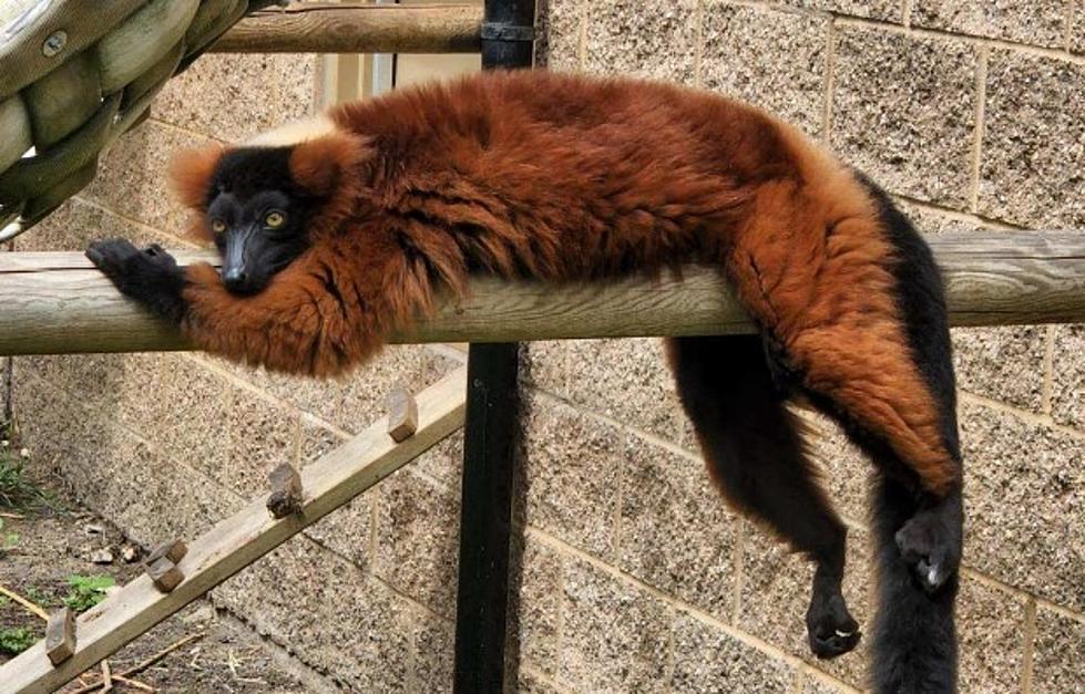 Not A Bad Idea - Take A Nap After Breakfast At The Dakota Zoo 