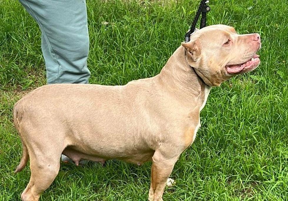 A Sad Goodbye For One Of Bismarck's Animal Shelters