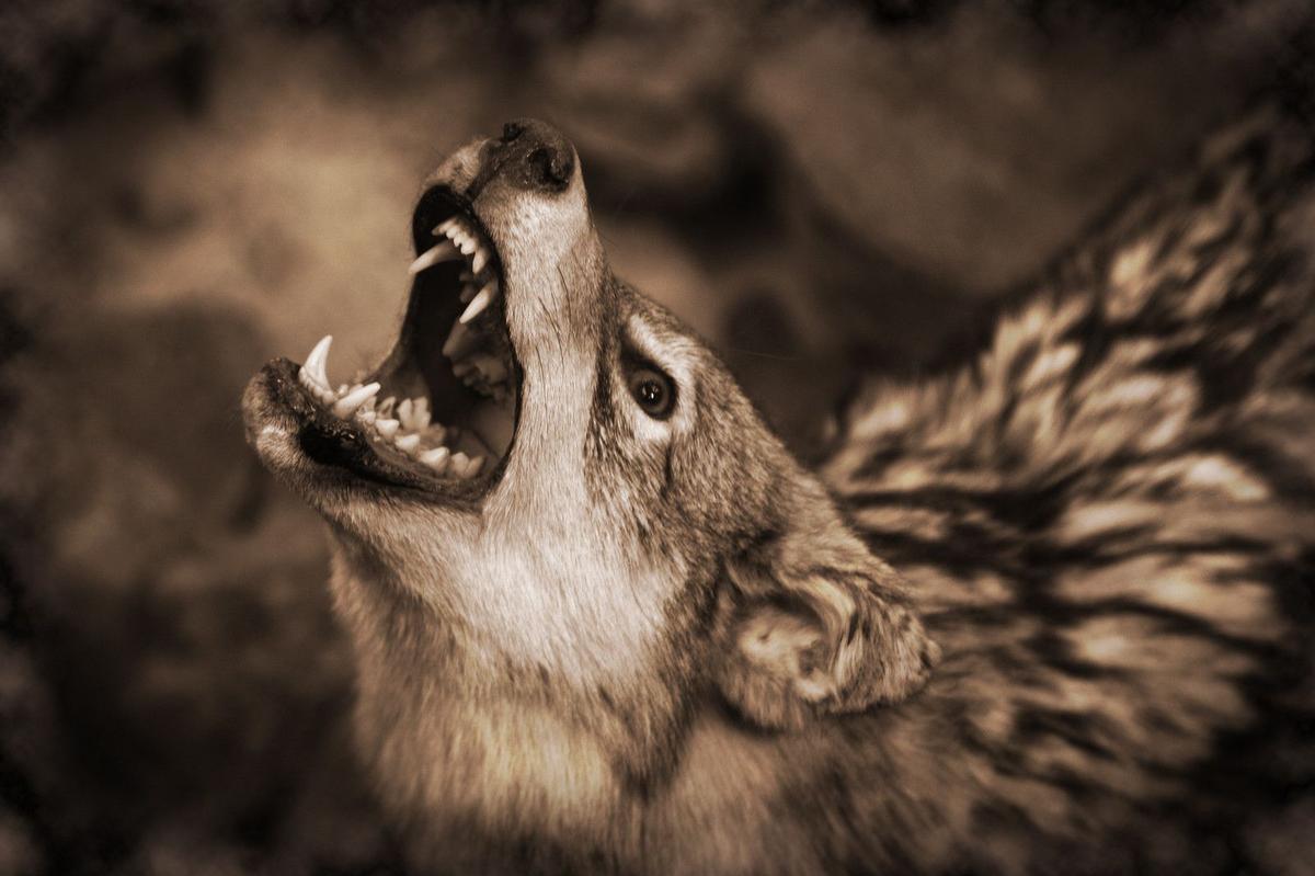 The Snarling Surprise Waiting in a North Dakota Garage
