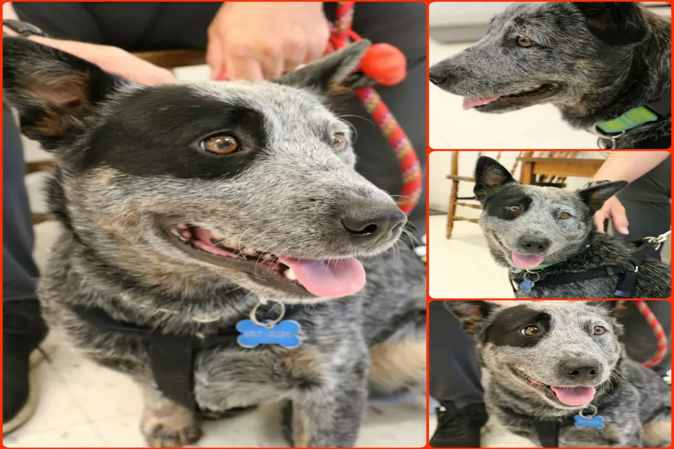 See Nelly, One of 15 Blue Heelers for Adoption at the CDHS