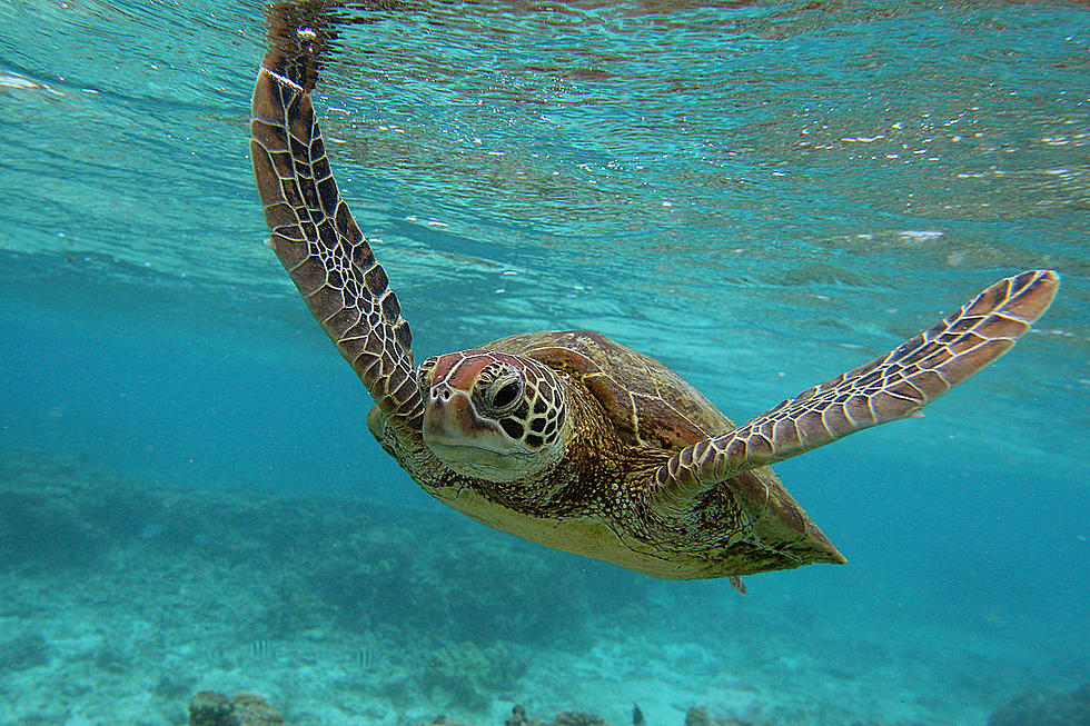 North Dakota Teen With Cancer Gets Wish to Work with Sea Turtles