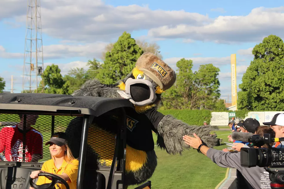 Larks Player Has 'Big Stick'