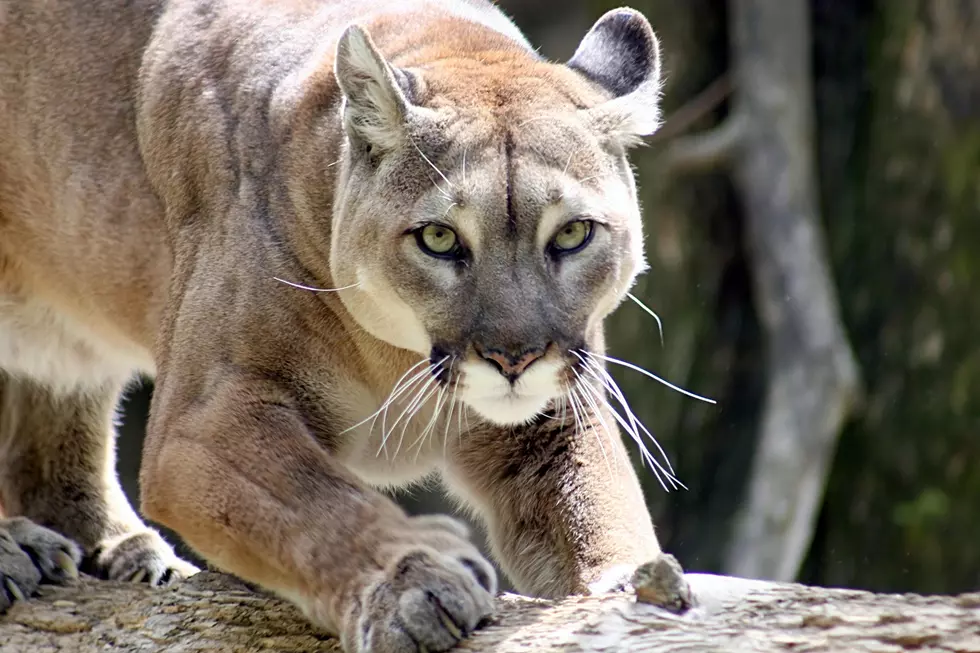 Mountain Lion Sightings Sunday in Fargo.