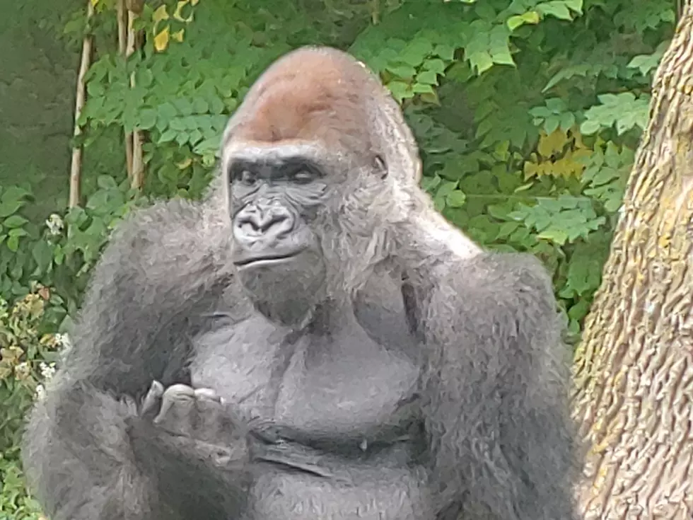 TRUE STORY! Fargo Man In Gorilla Suit Armed With Machete...