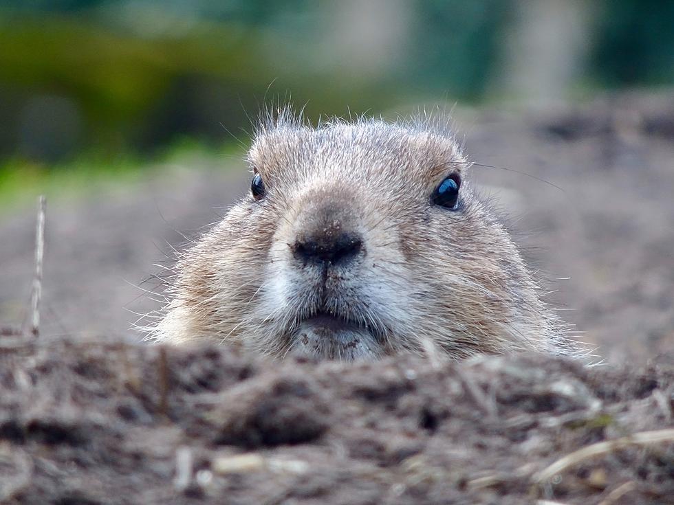 U.S. Agents Assigned To Kill Bismarck Gophers.