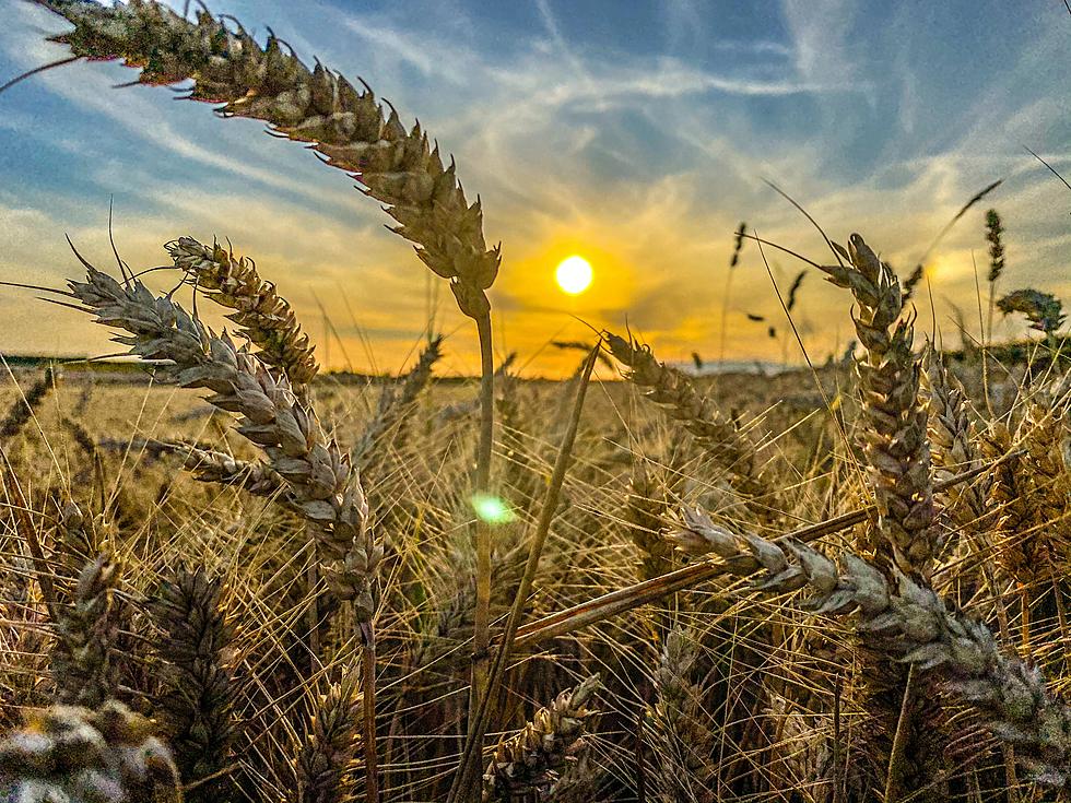 Wheat Crops in Nebraska Thrive While North Dakota’s Take A Dive.