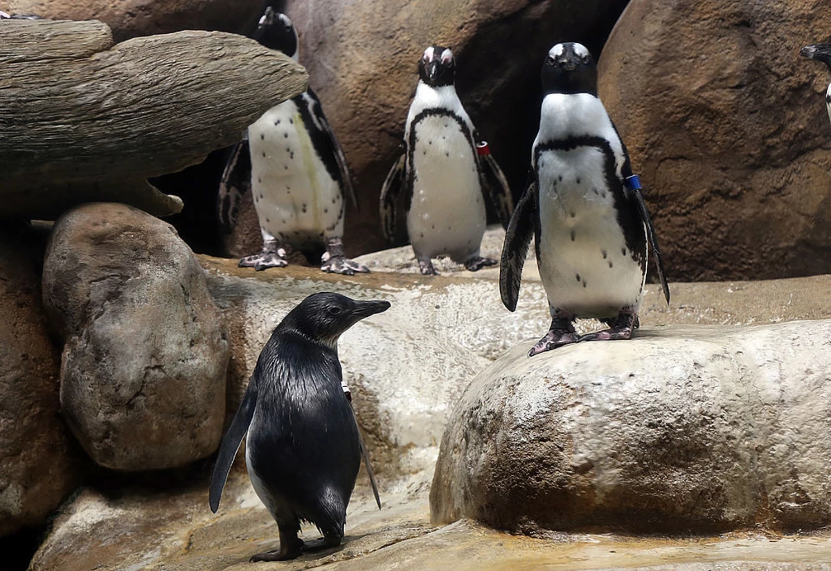Московский зоопарк пингвины