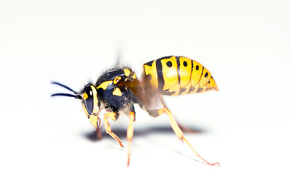 North Dakota&#8217;s Peaking Wasp Population Is Literally A Pain!