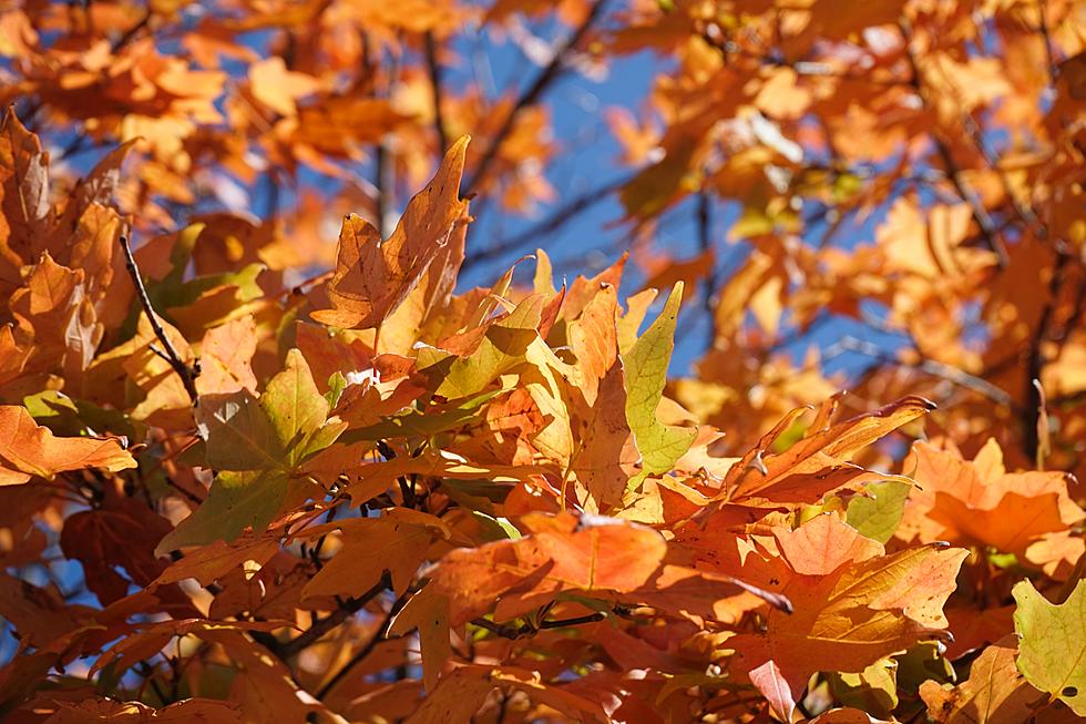 Here Are The Best Places In North Dakota For Fall Foliage