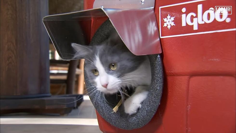 Bismarck/Mandan Save Cats Lives This Winter With A Cooler Trick!