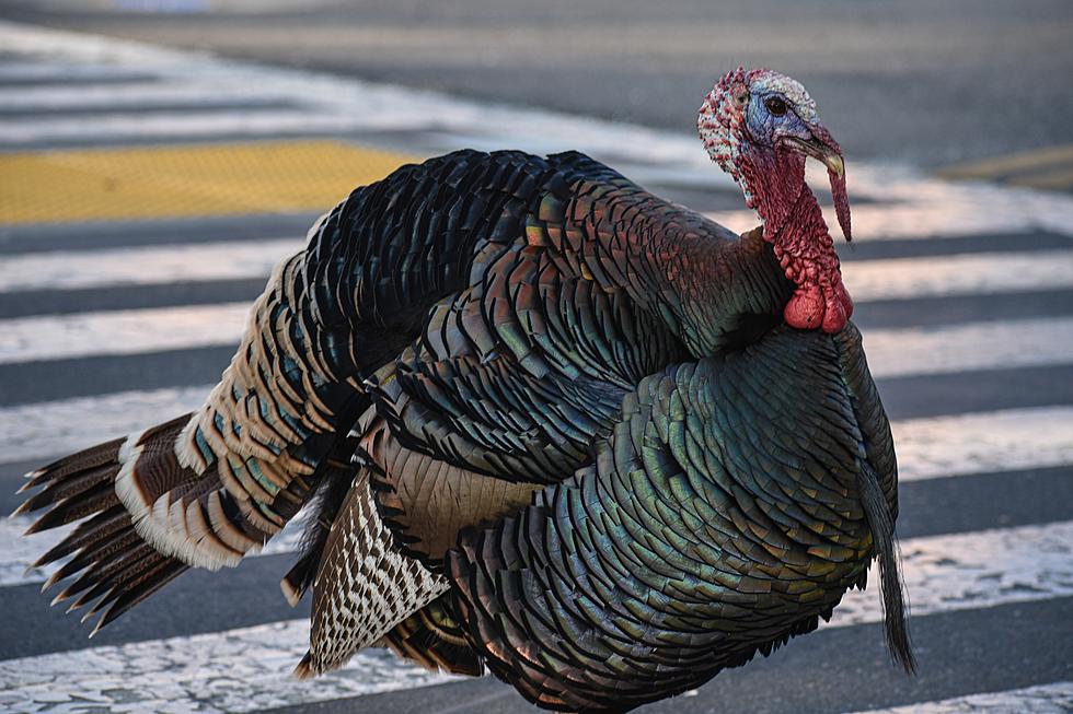 ND Gov Burgum Pardons Ben The Turkey Both Count Blessings.