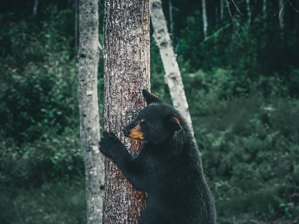 North Dakota Happy To Have Very Few Tree Climbing Bears