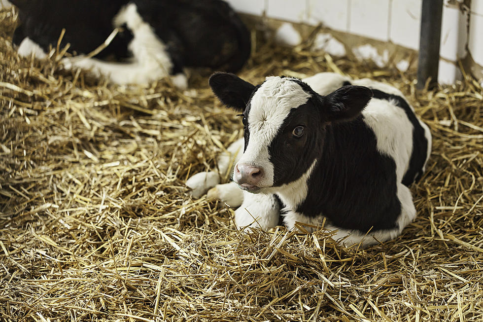 North Dakota Teens Awarded For Provocative Cattle Documentary