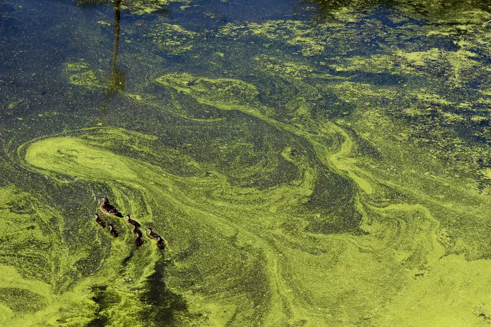 Popular North Dakota Recreation Lake on Algae Advisory List