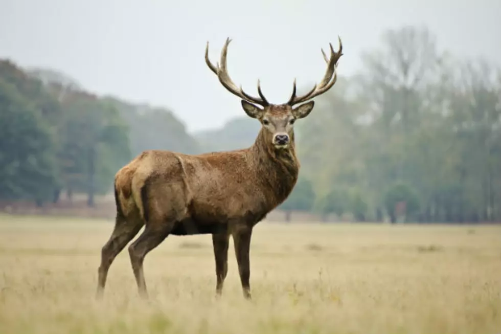 Matt Gibson/ThinkStock
