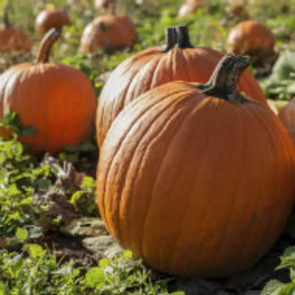 Jamestown Pumpkin Patch Opens This Weekend