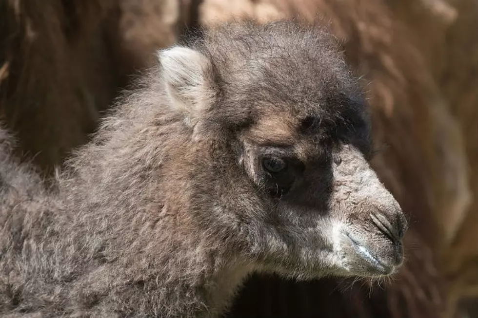 Newborn Camel Dies