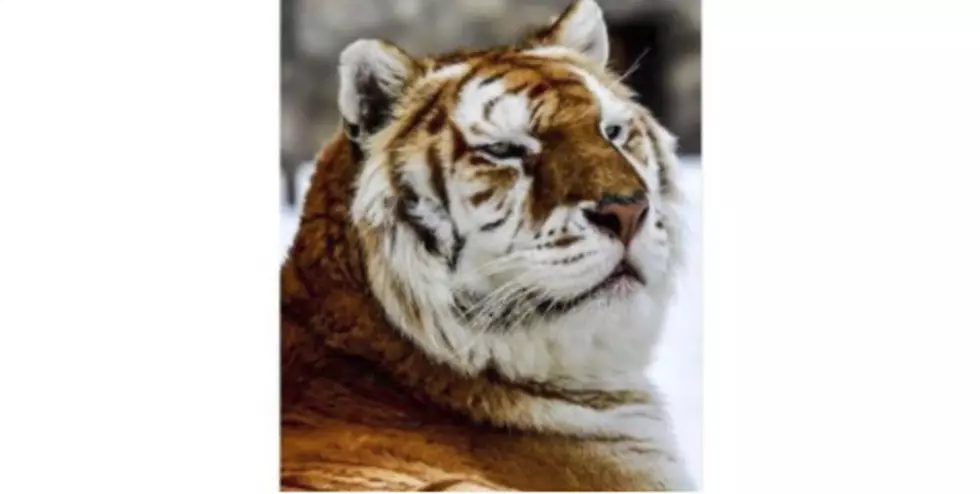 DAKOTA ZOO'S BELOVED TIGER, RAMU, HAS PASSED AWAY