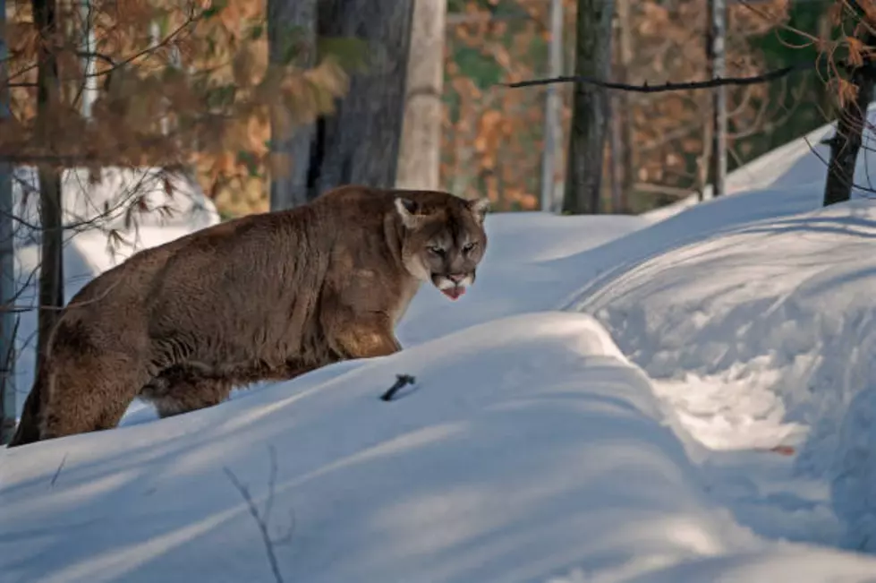 mountain lion paw print in snow