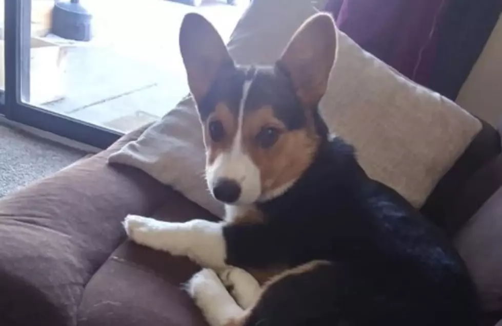 Grand Forks Woman’s Corgi Has Been Dognapped!