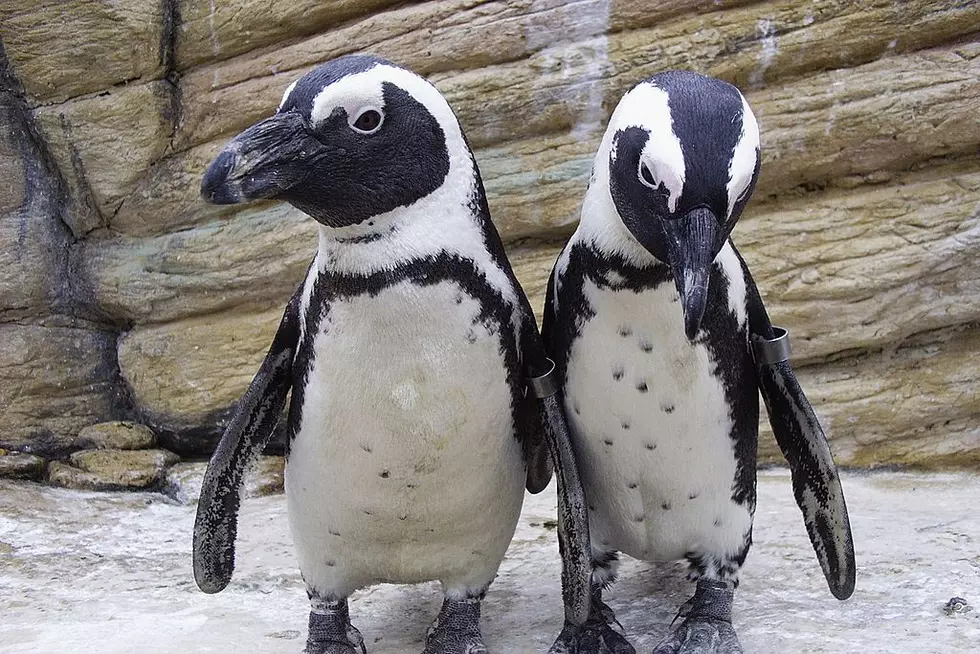 Why Are Dakota Zoo's New African Penguins Endangered?