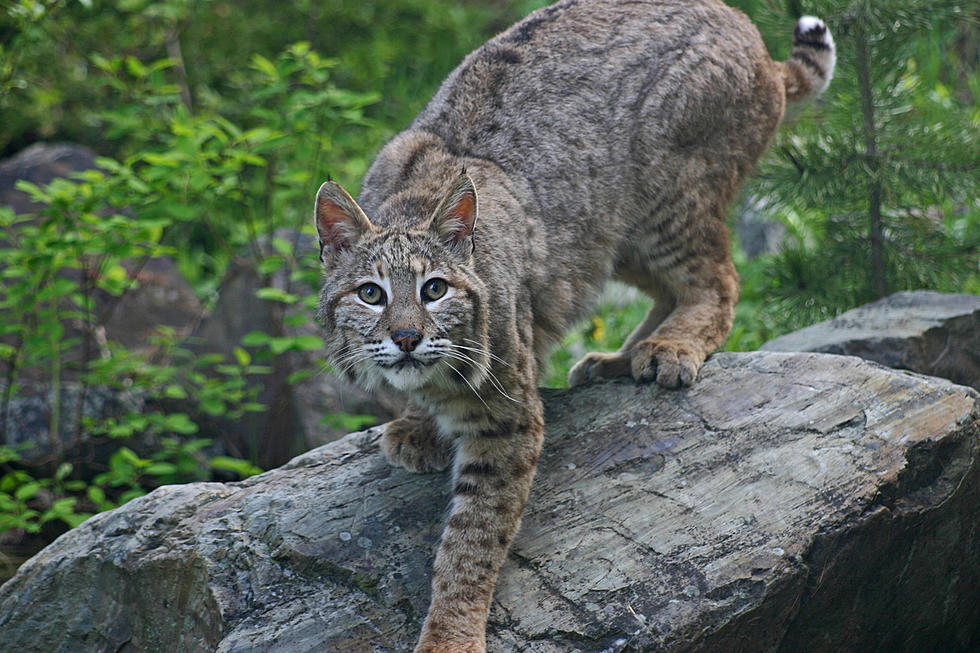 Have You Ever Come Across A Bobcat in Bismarck-Mandan?