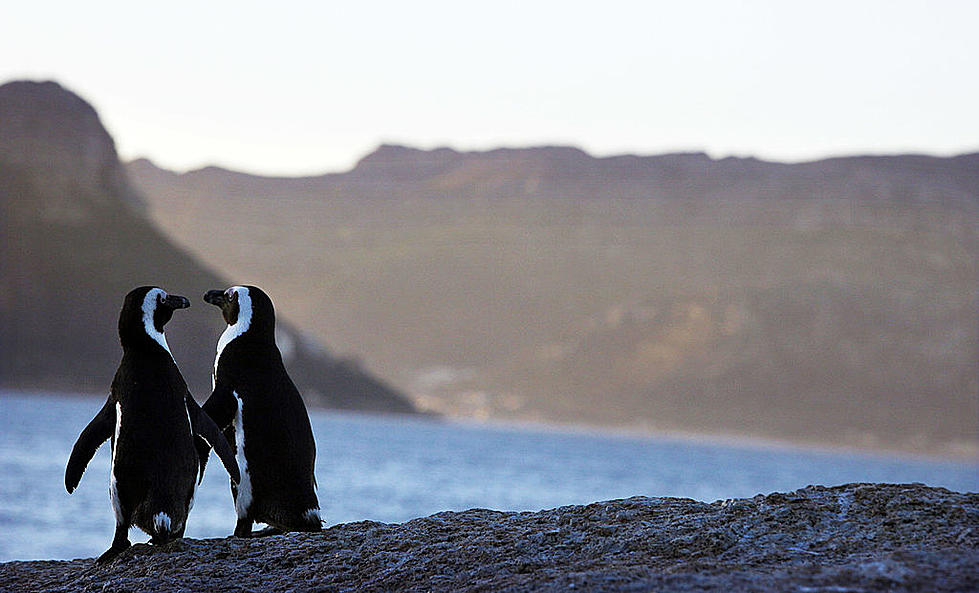 When Can We Check Out Dakota Zoo’s New Penguin Exhibit?