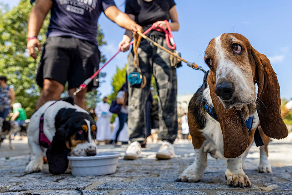 North Dakota’s Most Popular Pet Names