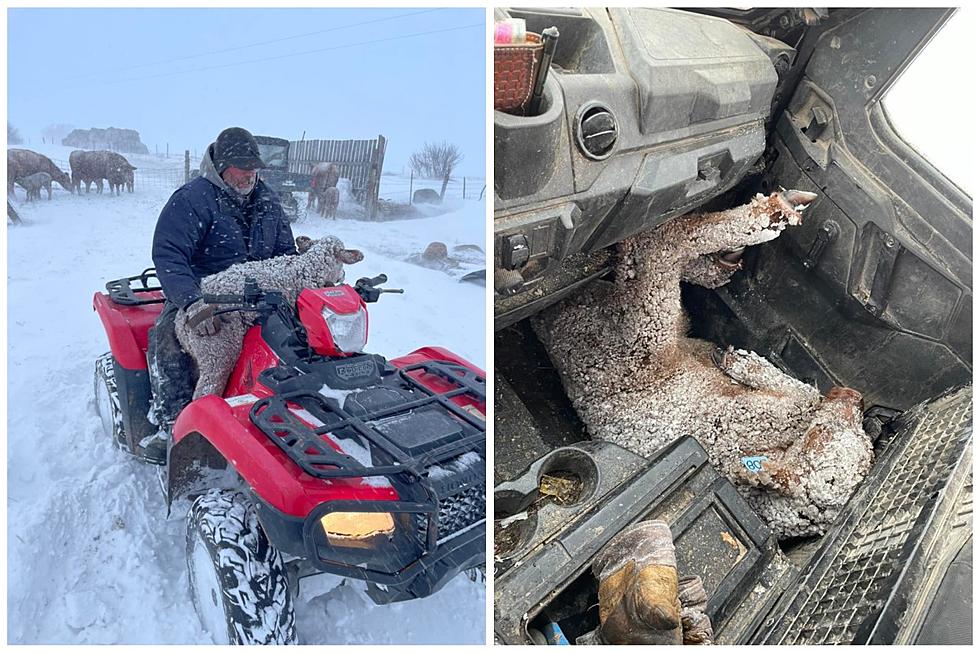 ND Ranchers Struggle To Save Livestock