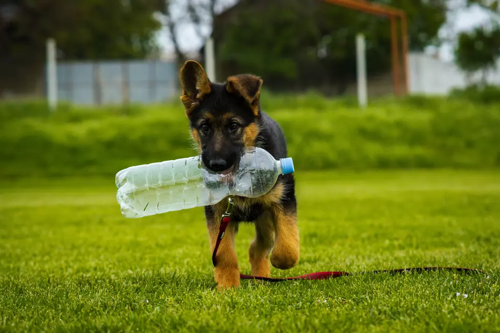 P'awww! Morton Co. Sheriff's Office Gets "Therapy K-9"