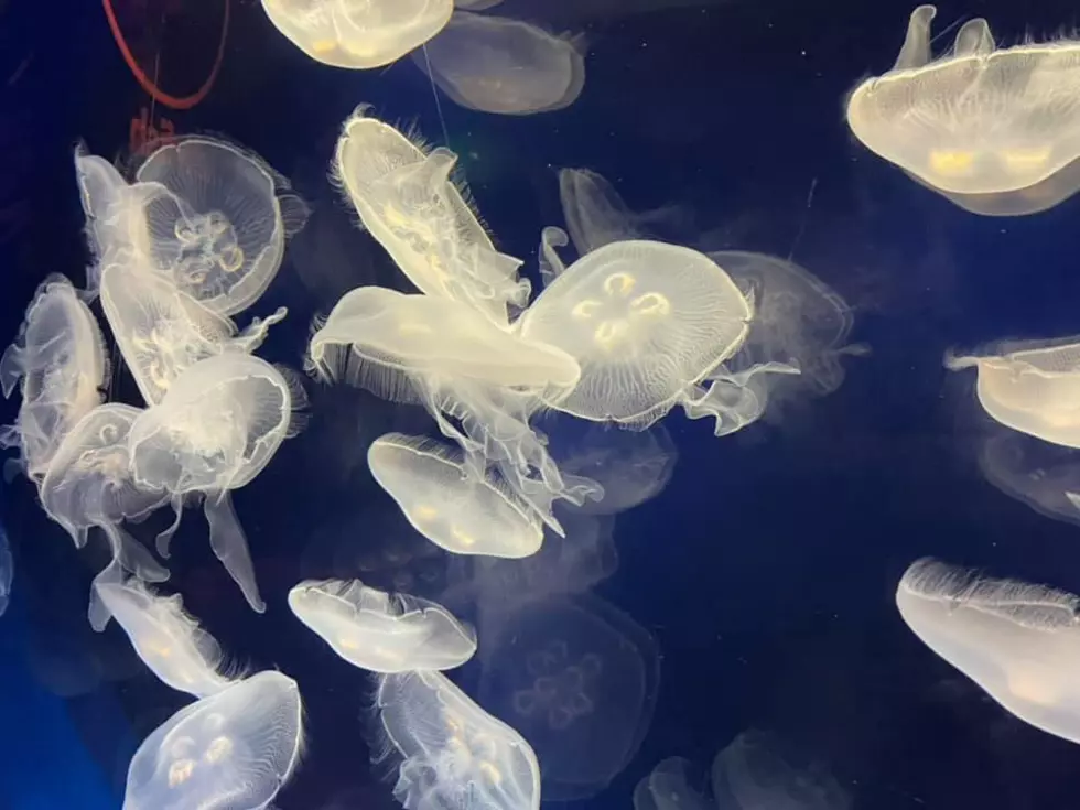 [Photos] Jellyfish Spotted In Minnesota Lake